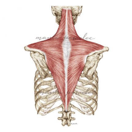 Rycina anatomiczna - Mięsień czworoboczny