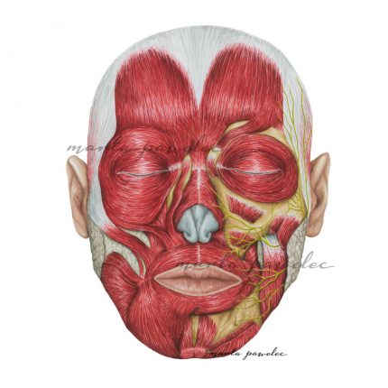 Rycina anatomiczna Mięśnie mimiczne twarzy
