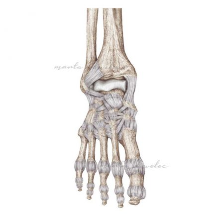 Rycina anatomiczna - Więzadła stopy