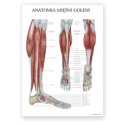 Plakat Anatomiczny - Anatomia Mięśni Goleni