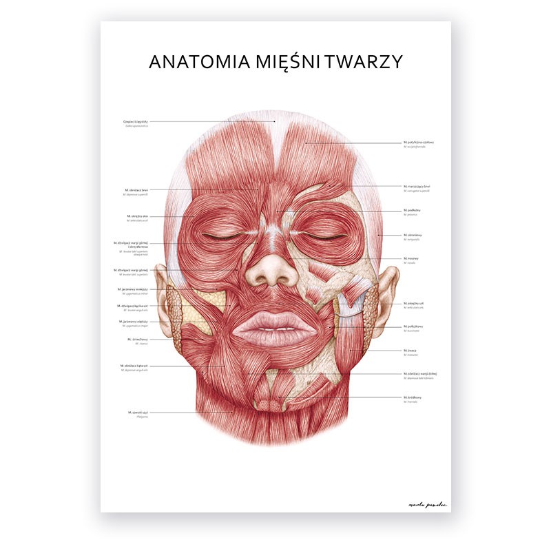 Facial Muscles