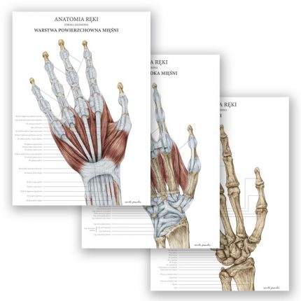 Plakay Anatomiczne - Anatomia Ręki Komplet