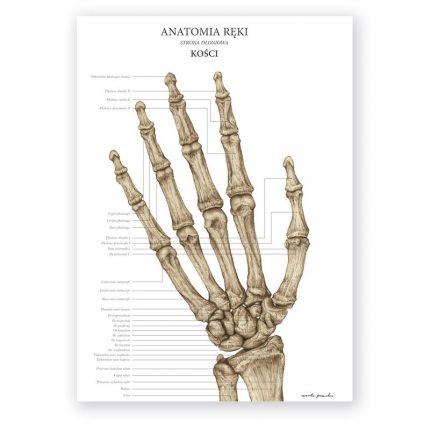 Plakat Anatomiczny - Anatomia Reki - Kości