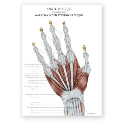 Plakat Anatomiczny - Anatomia Reki Warstwa Powierzchowna