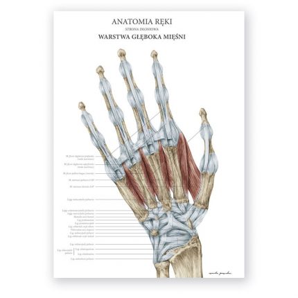 Plakat Anatomiczny - Anatomia Reki Warstwa Głęboka Mięśni