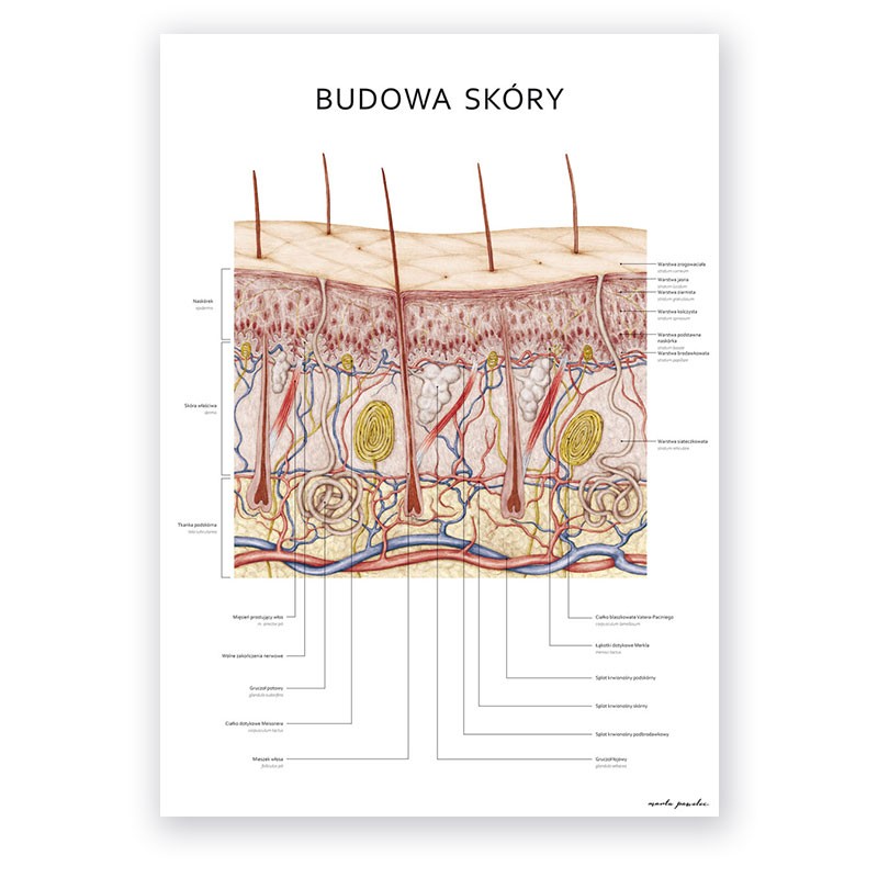 Skin Structure
