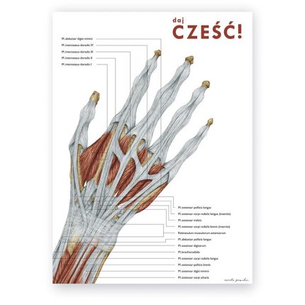 Plakat Anatomiczny - Anatomia Ręki - Daj Cześć