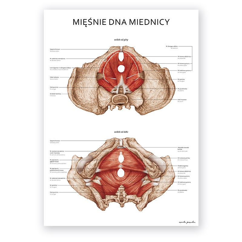 Plakat Anatomiczny - Mięśnie Dna Miednicy