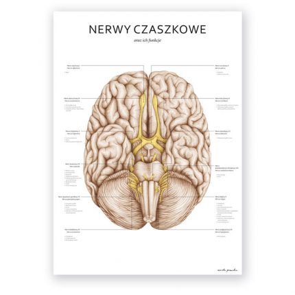 Plakat Anatomiczny - Nerwy Czaszkowe