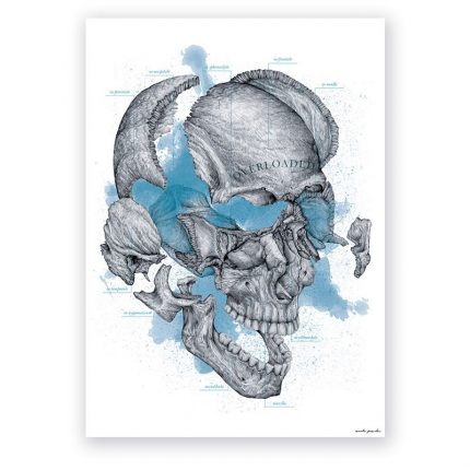 Plakat Anatomiczny - Overloaded - Kości Czaszki