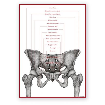 Plakat Anatomiczny - Kości Miednicy - Remember