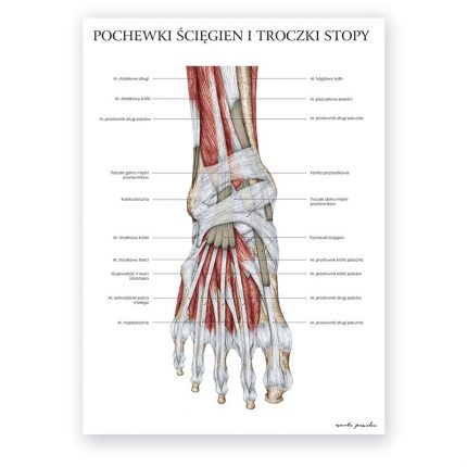 Plakat Anatomiczny - Anatomia Stopy Troczki i Pochewki