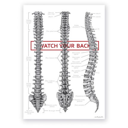 Plakat Anatomiczny - Budowa Kręgosłupa - "Watch Your Back"