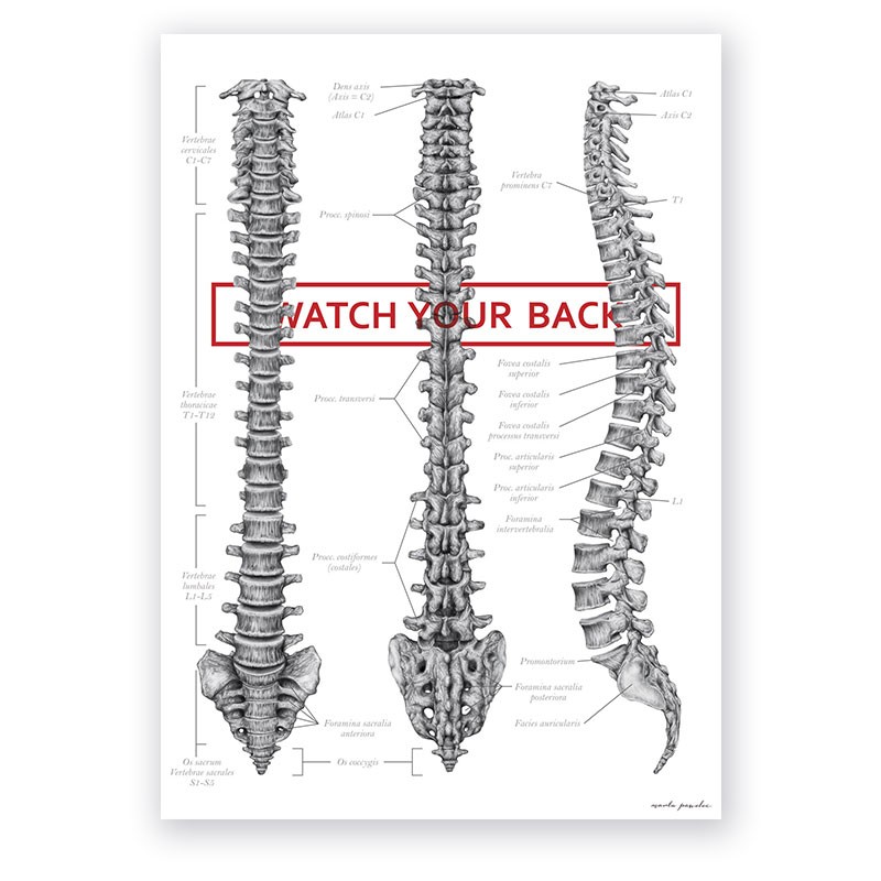 Vertebral Column