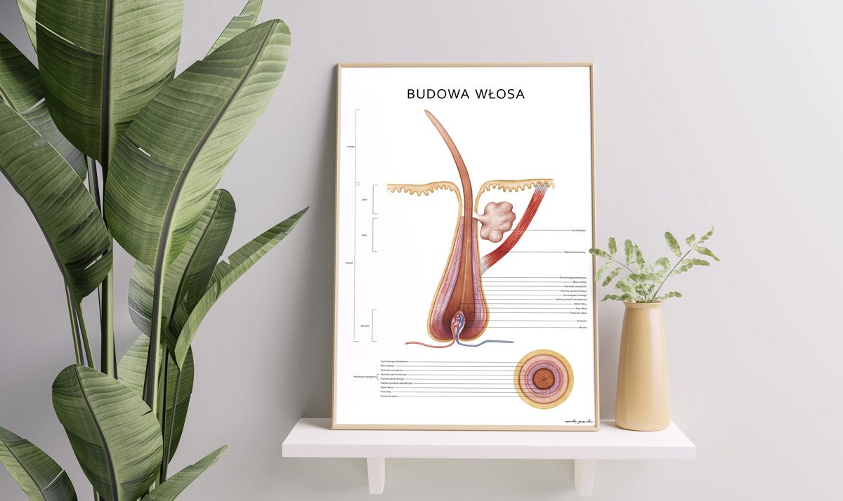 Plakat Anatomiczny Budowa Włosa Aranżacja