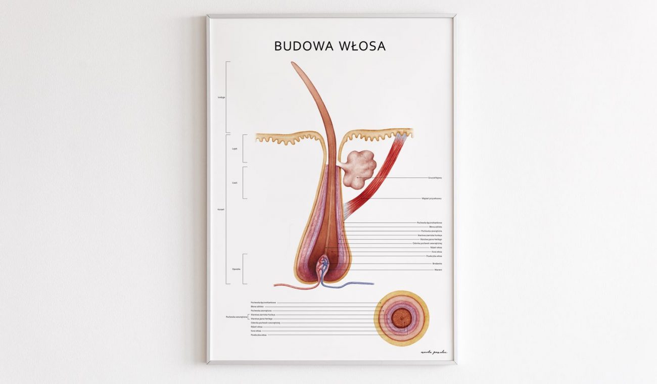 Plakat Budowa Włosa - Marta Pawelec