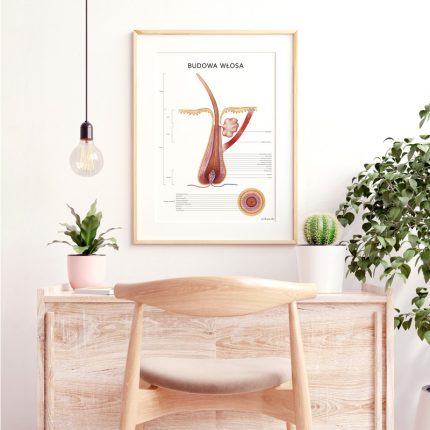 Plakat Anatomiczny Budowa Włosa Aranżacja004