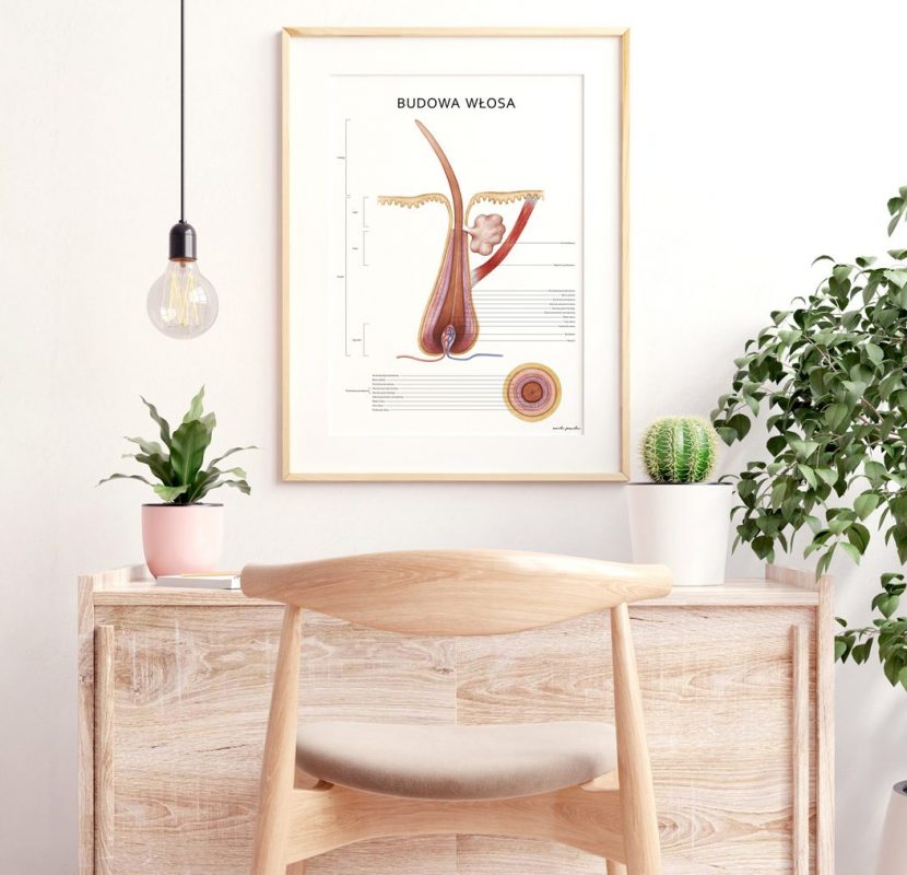 Plakat Budowa Włosa - Marta Pawelec