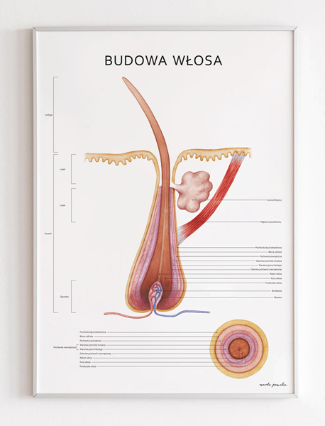 Plakat przedstawiający budowę włosa w przekroju podłużnym i poprzecznym. Podział na poszczególne części włosa: łodyga, lejek, cieśń, korzeń. Zaznaczona cebulka.