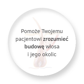 Info Pin1 Budowa Włosa