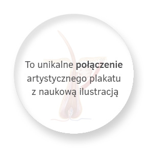 Info Pin3 Budowa Włosa