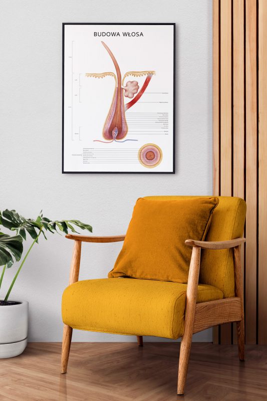 Plakat Anatomiczny Budowa Włosa Aranżacja