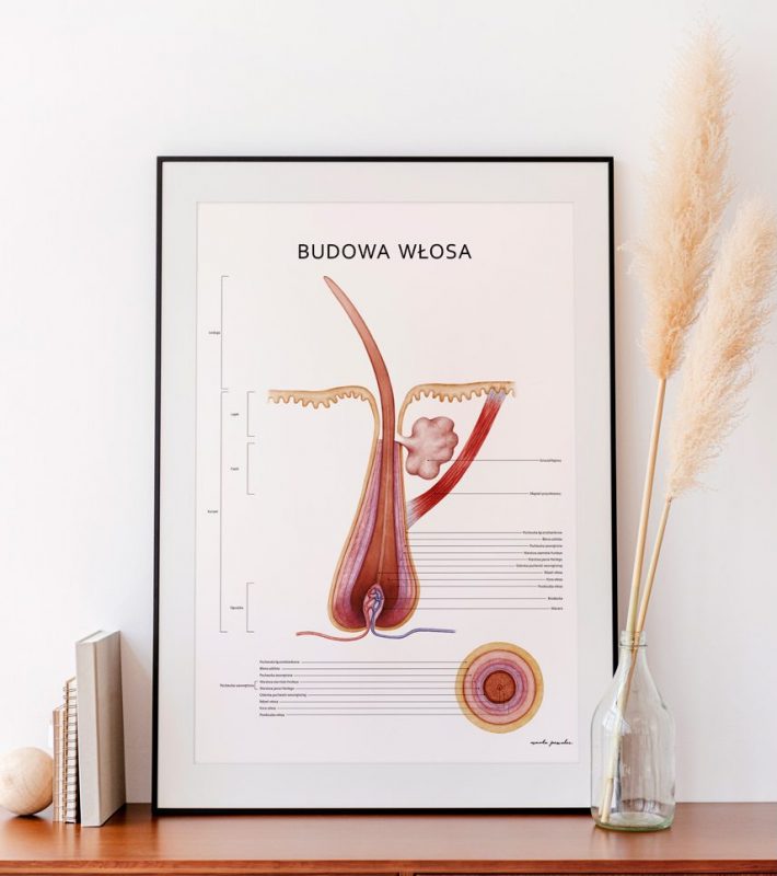 Plakat Budowa Włosa - Marta Pawelec