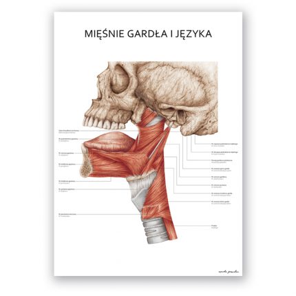Plakat Anatomiczny - Mięśnie Gardła i Języka