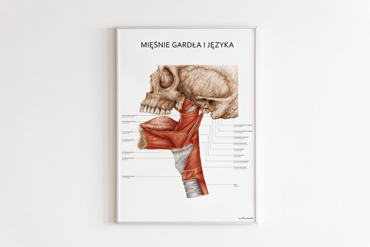 Mięśnie gardła i języka