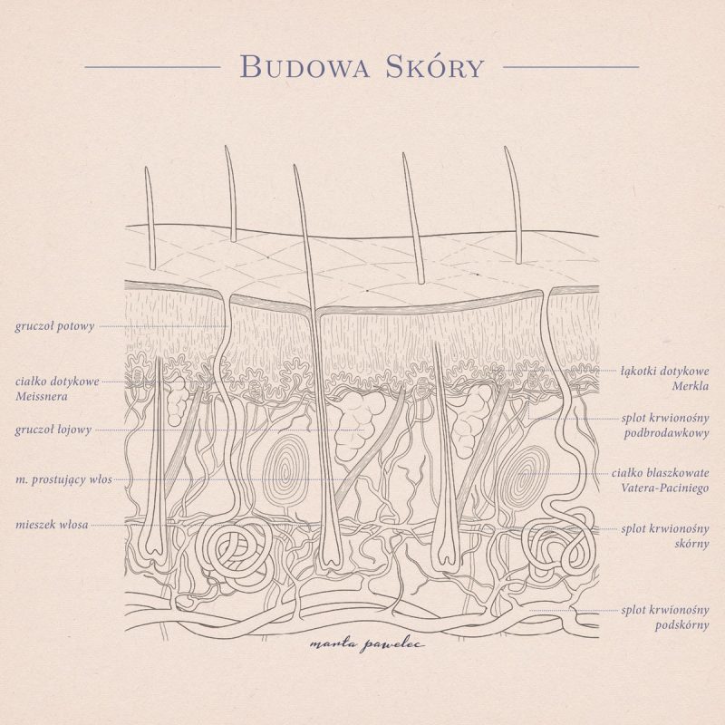 Budowa skóry
