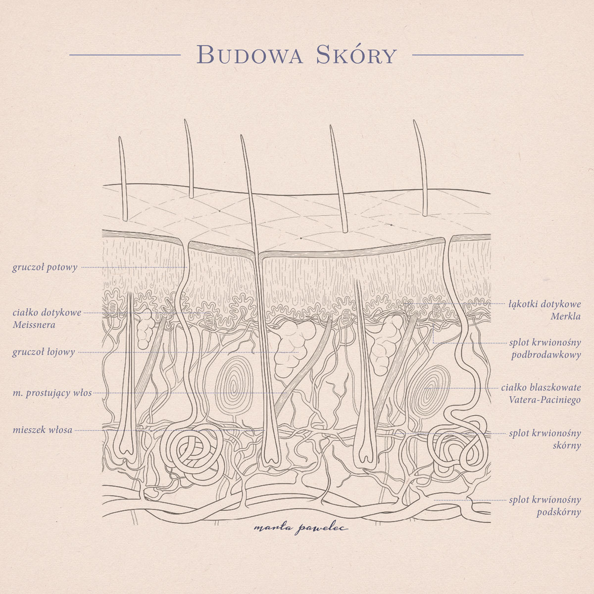 Budowa skóry