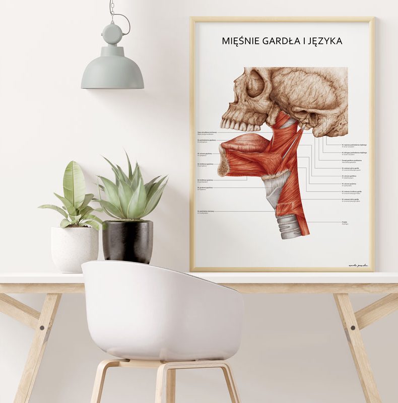 Plakat Mięśnie Gardła i Języka - propozycja 03