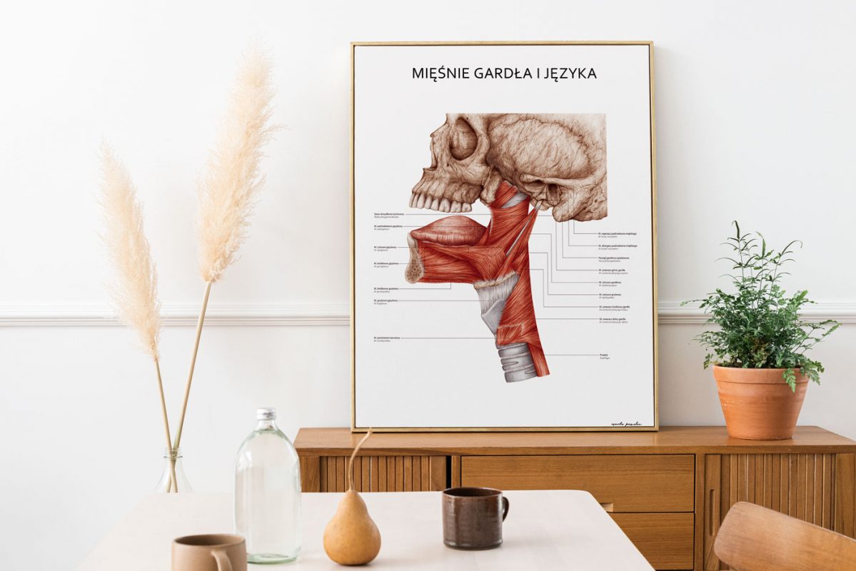 Plakat Mięśnie Gardła i Języka - propozycja 02