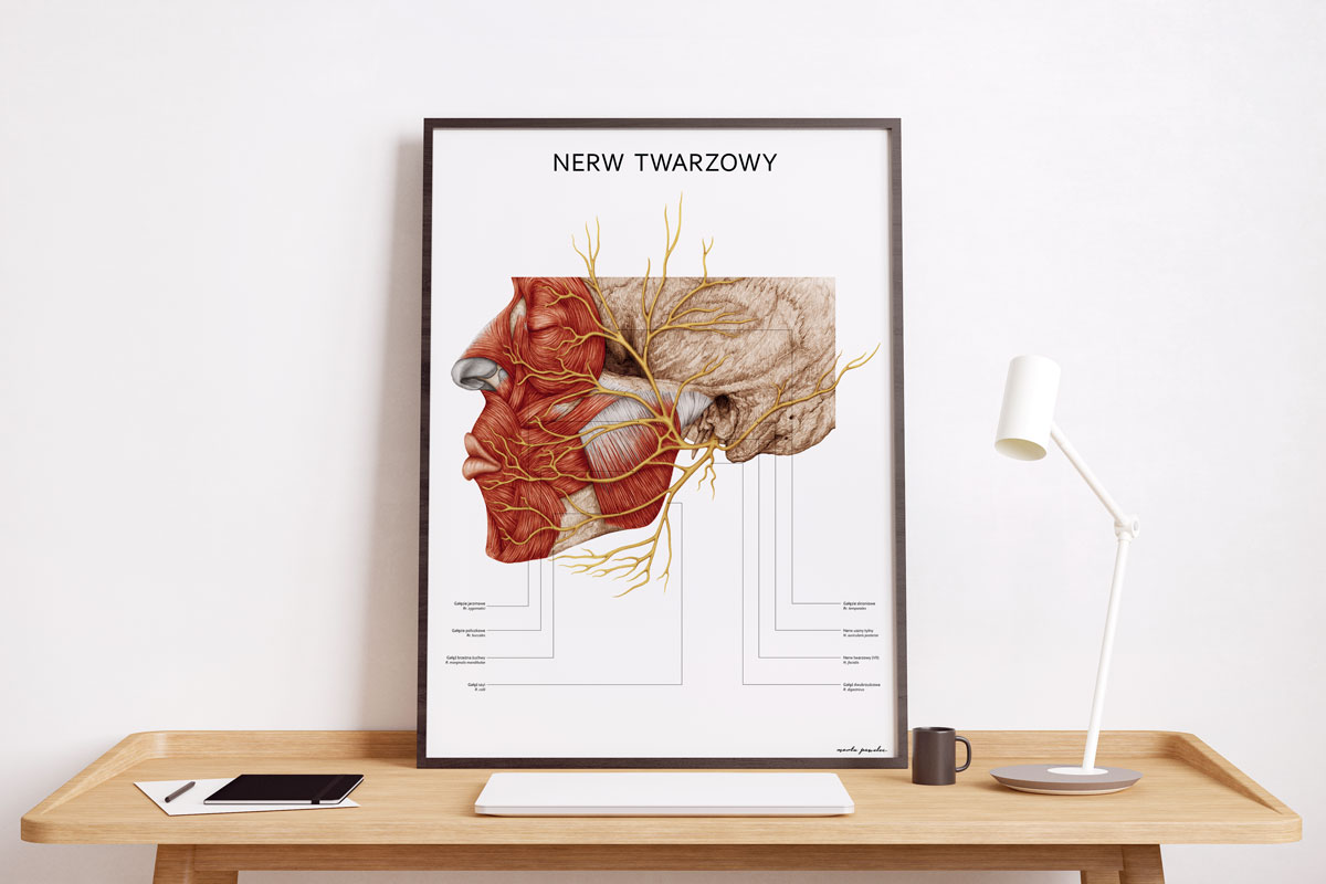 Plakat anatoiczny Nerw twarzowy 02