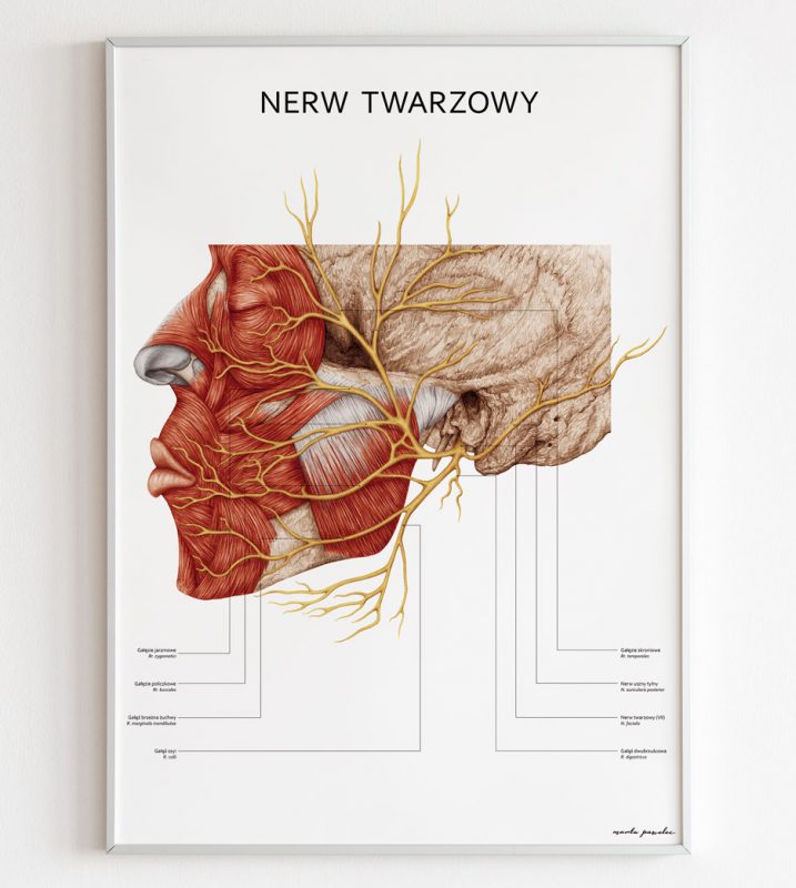 Plakat Anatomiczny - Nerw Twarzowy m
