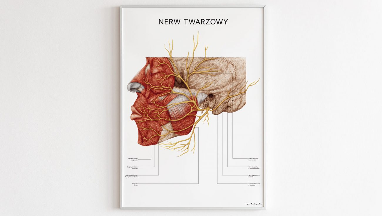 Plakat Anatomiczny - Nerw Twarzowy