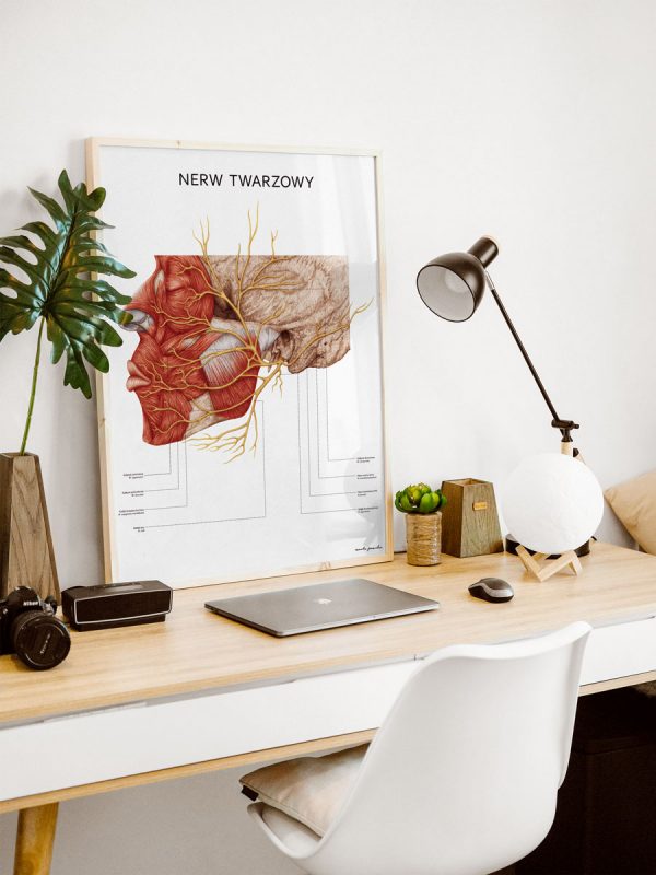 Plakat anatoiczny Nerw twarzowy 03