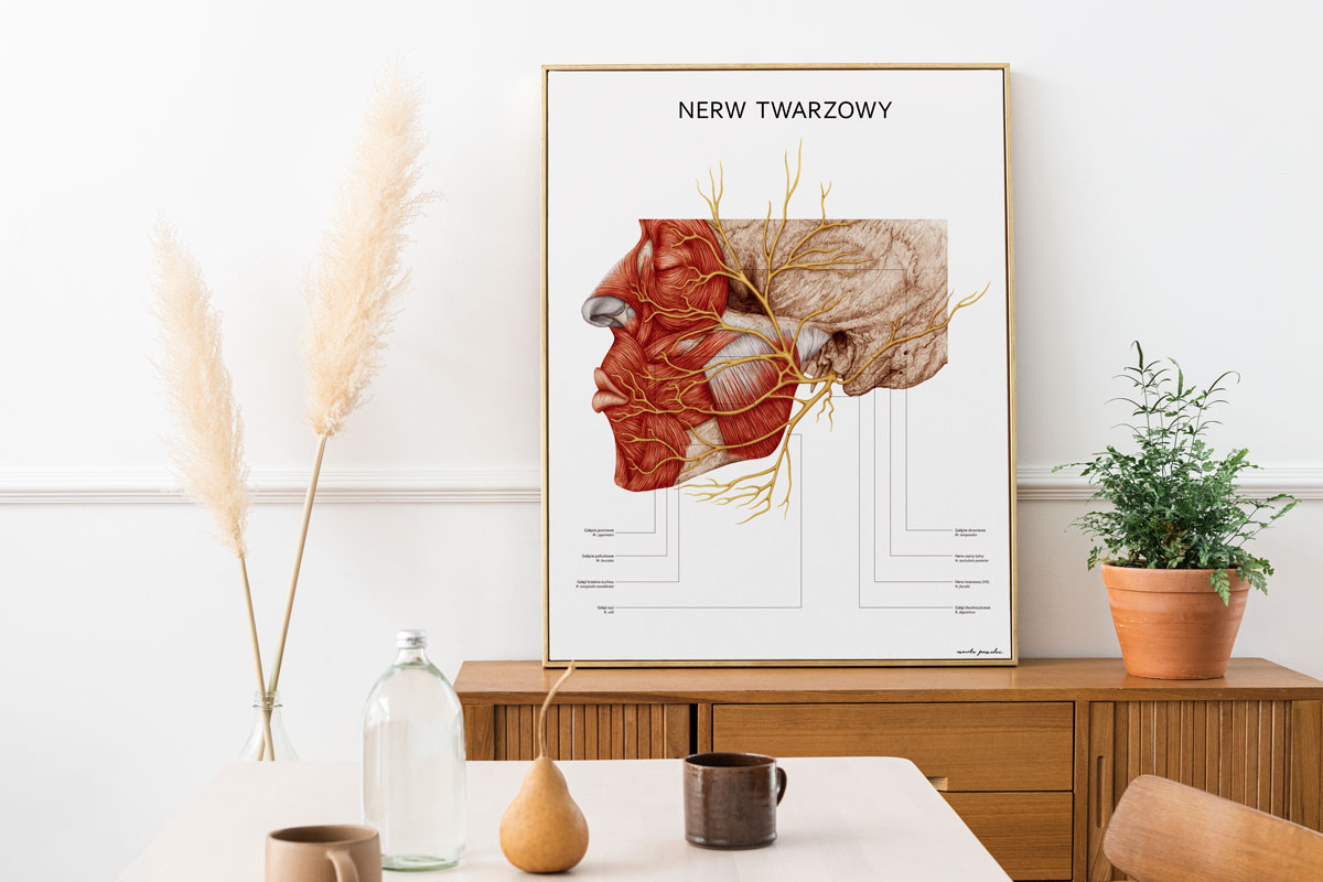 Plakat anatoiczny Nerw twarzowy 04