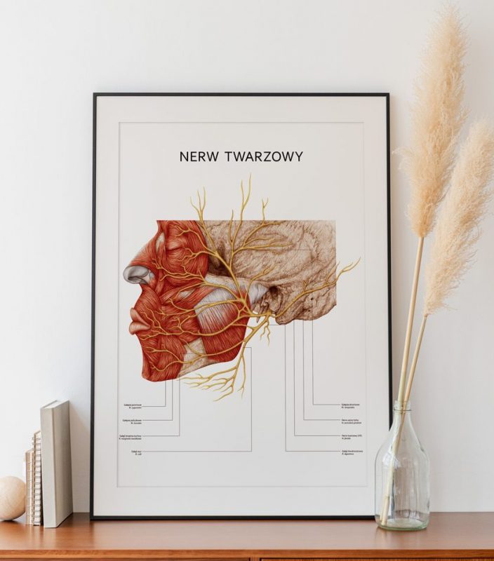 Plakat Nerw Twarzowy - Marta Pawelec