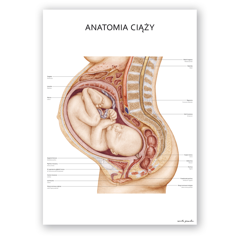 Plakat Anatomiczny - Anatomia Ciąży