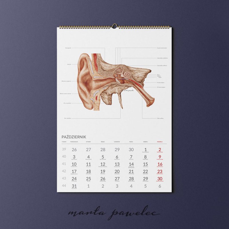 Free_Calendar_Mockup_13