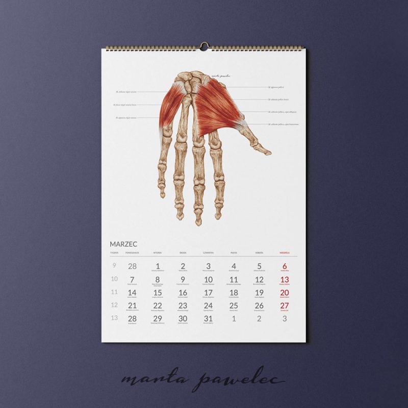 Free_Calendar_Mockup_6