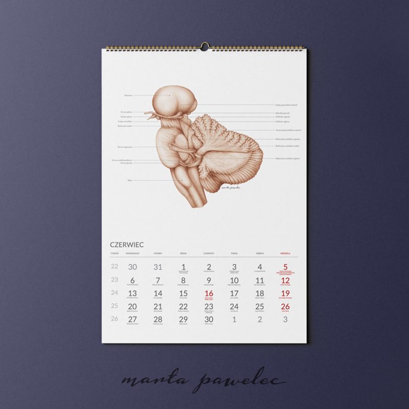 Free_Calendar_Mockup_9