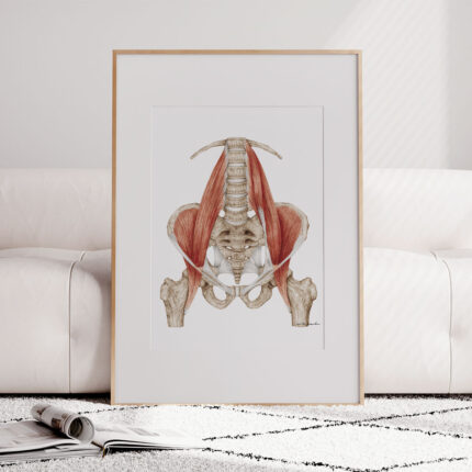 Plakat medyczny - Mięsień biodrowo-lędźwiowy