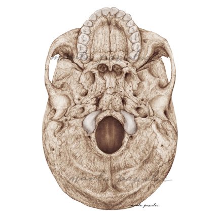 Rycina anatomiczna - Podstawa czaszki - widok od dołu