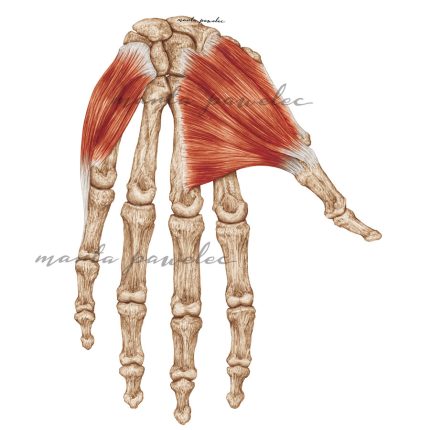 Rycina anatomiczna - Powierzchnia dłoniowa ręki - kłąb i kłębik