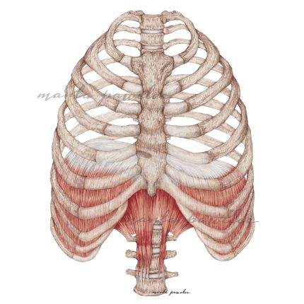 Rycina anatomiczna - Przepona