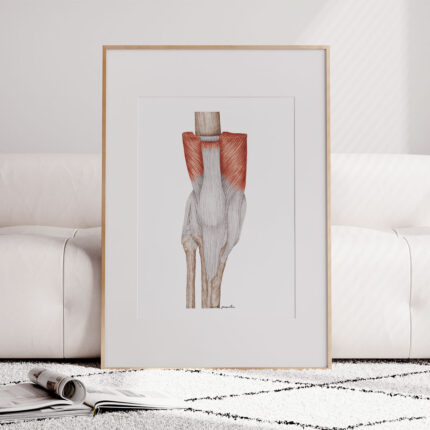 Plakat medyczny- Ścięgna kolana