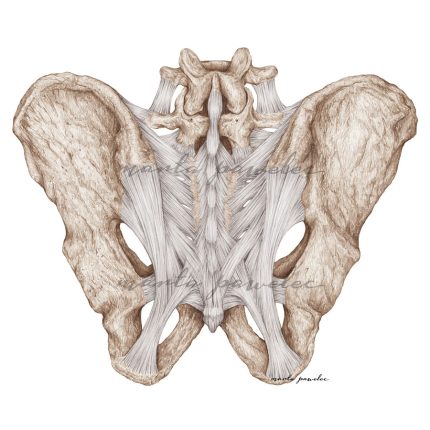 Rycina anatomiczna - Więzadła miednicy - widok od tyłu