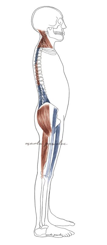 flat-back